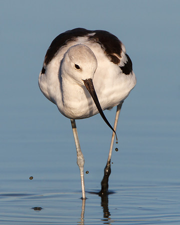 American Avocet, winter plumage