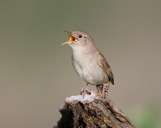 House Wren