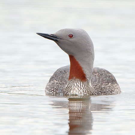 Red-throated Loon