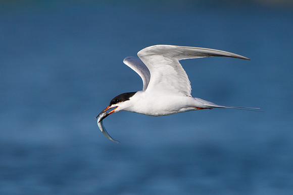 Forster's Tern