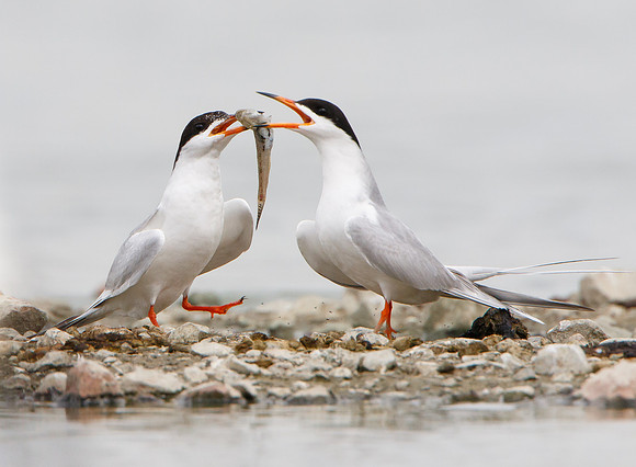 Forster's Terns, courtship
