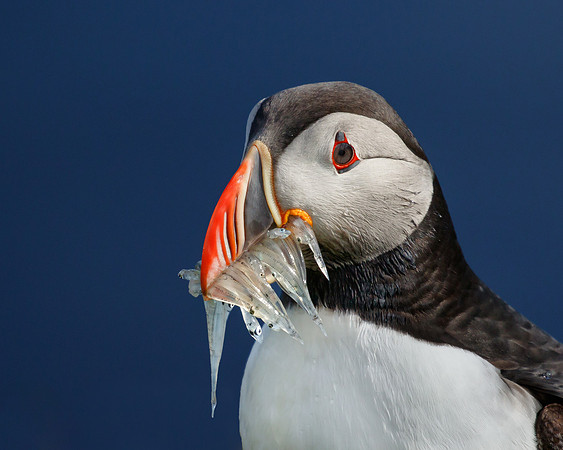 Atlantic Puffin