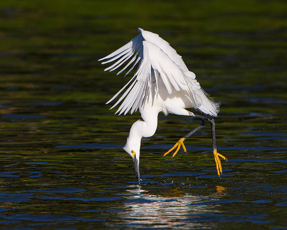 Snowy Egret. This bird employed an unusual technique for collecting nest material.