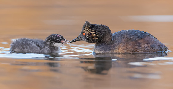 Eared Grebes, parent feeding chick