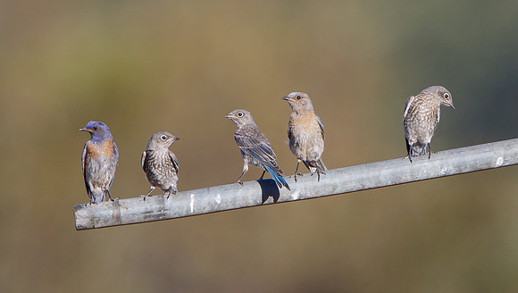 Western Bluebird family