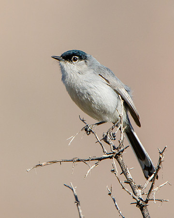 Black-tailed Gnatcatcher