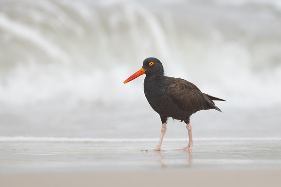 Black Oystercatcher