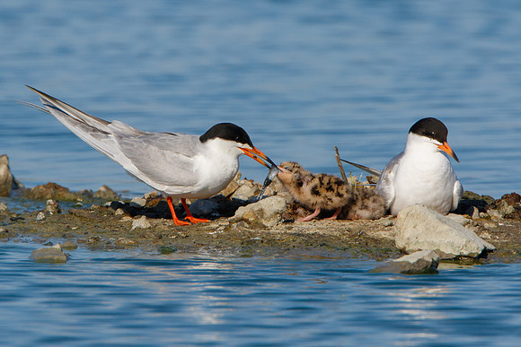 Forster's Terns, parent feeding chick