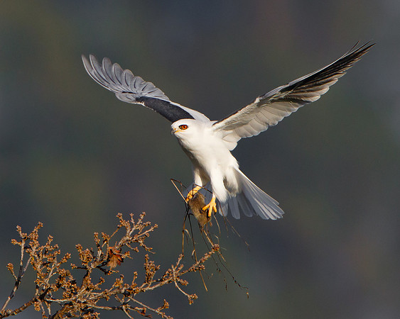 White-tailed Kite, with prey
