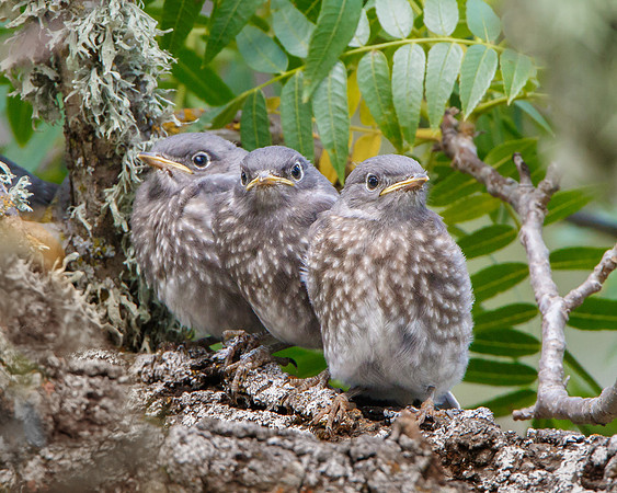 Western Bluebirds, fledglings