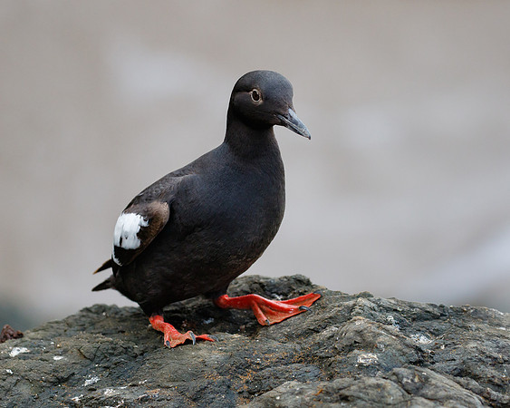 Pigeon Guillemot