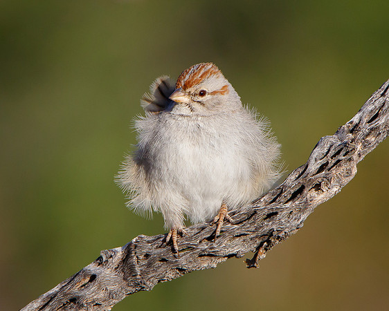 Rufous-winged Sparrow
