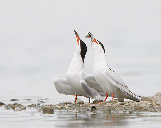 Forster's Terns, courtship