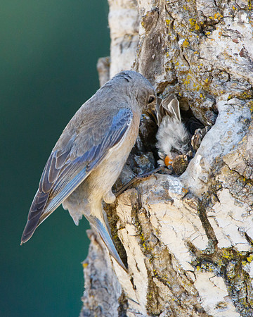 Western Bluebirds; nestling presenting fecal sac