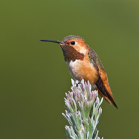 Allen's Hummingbird