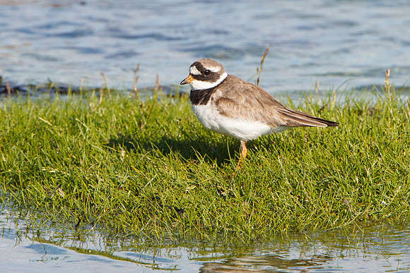 Ringed Plover