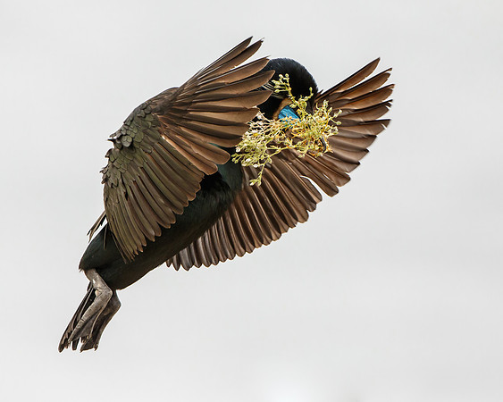 Brandt's Cormorant, with nest material