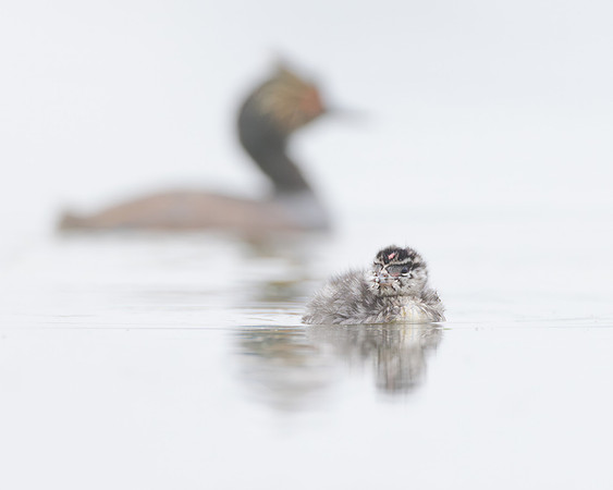 Eared Grebes