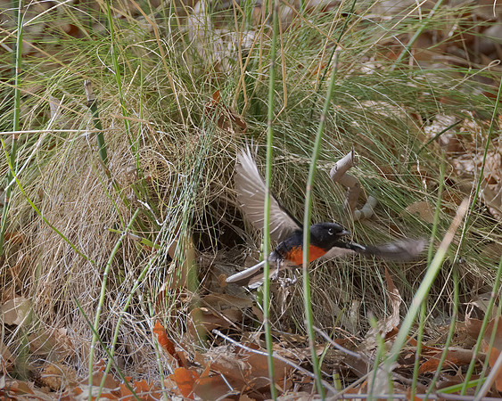 Painted Redstart, exiting nest