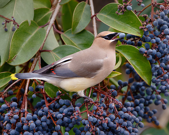 Cedar Waxwing