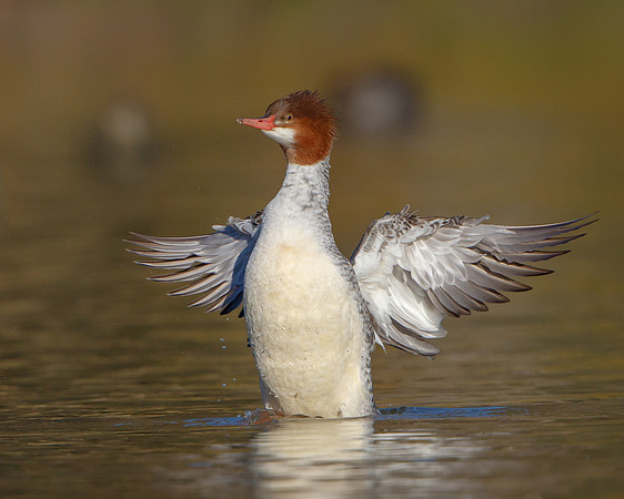 Common Merganser, wing-flap