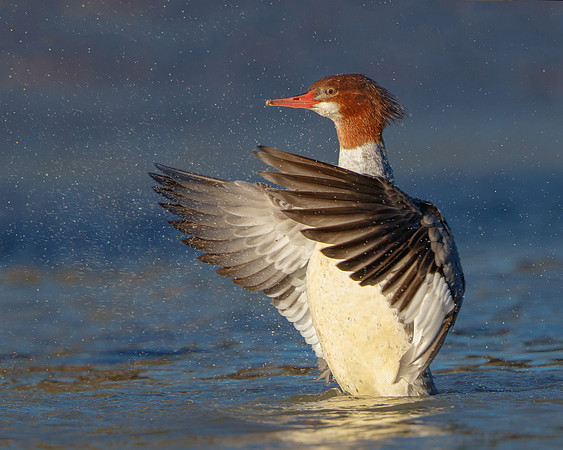 Common Merganser