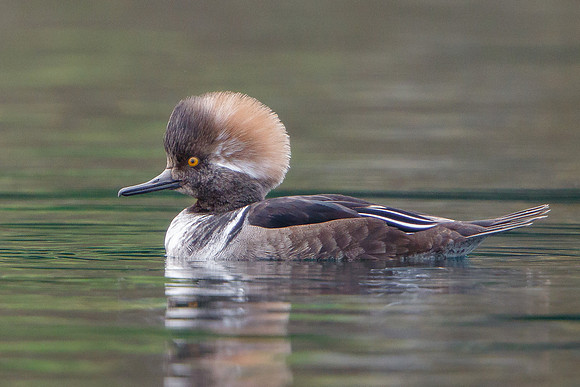 Male Hooded Merganser molting from juvenile to adult plumage