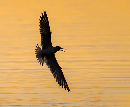 Forster's Tern, juvenile