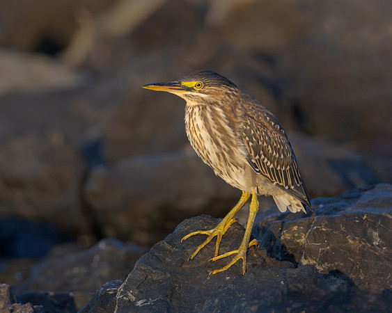 Green Heron, juvenile