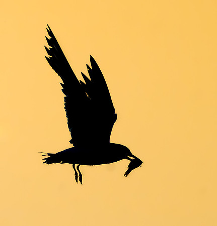 Forster's Tern