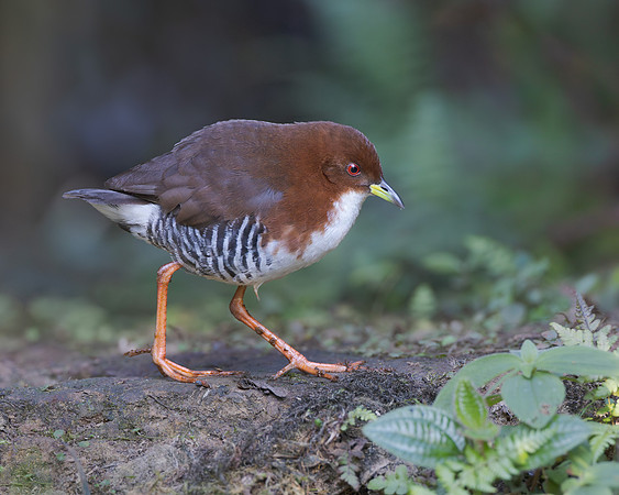 Red-and-white Crake