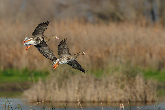 Greater White-fronted Geese