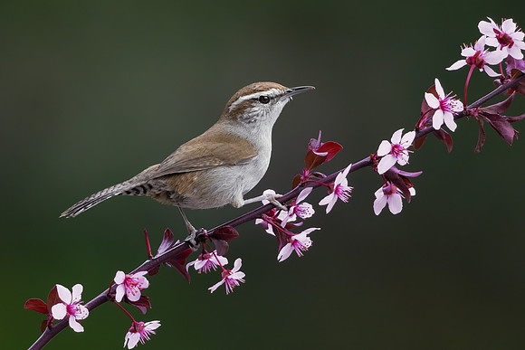 Bewick's Wren