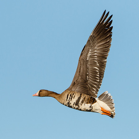 Greater White-fronted Goose