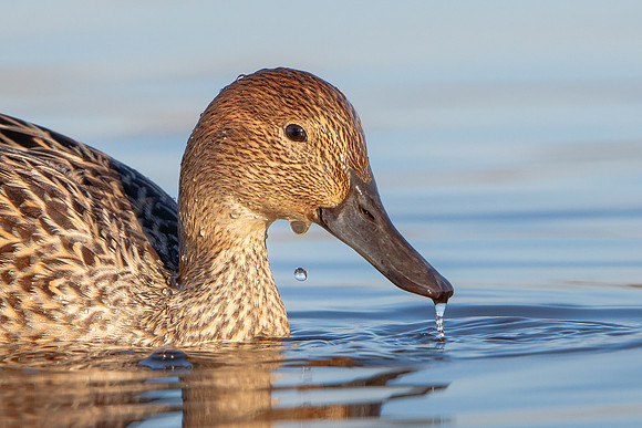 Northern Pintail