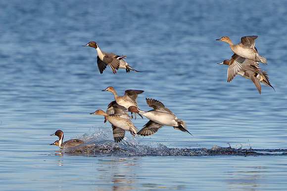 Northern Pintail