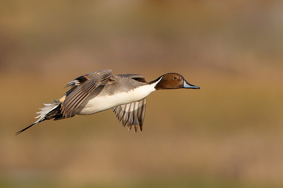 Northern Pintail