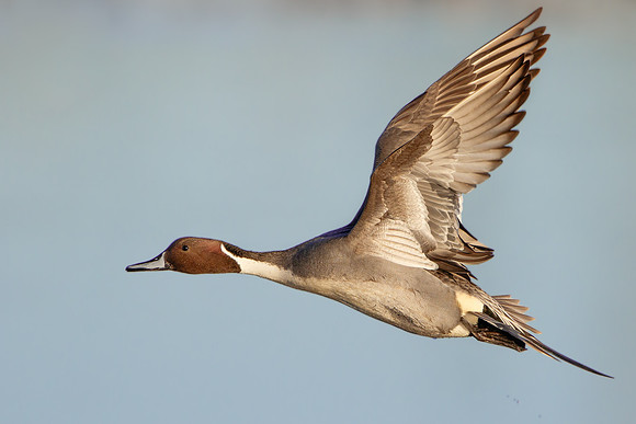 Northern Pintail