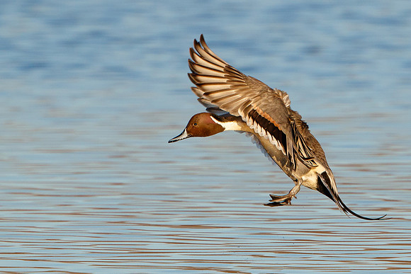 Northern Pintail