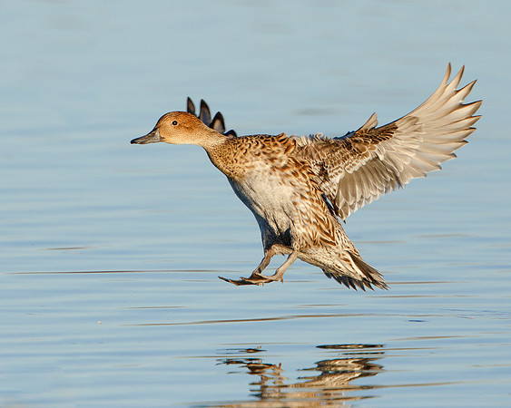 Northern Pintail
