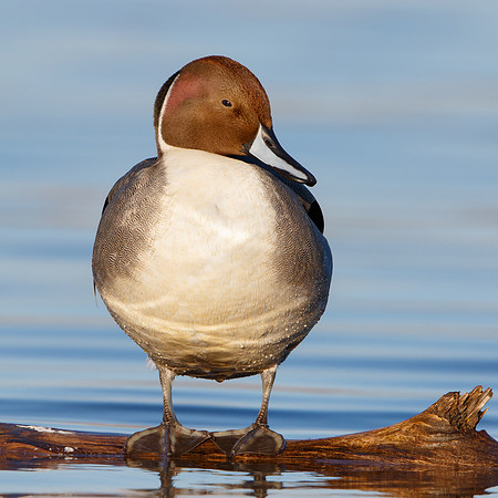 Northern Pintail