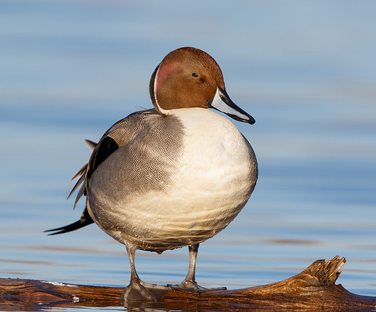 Northern Pintail
