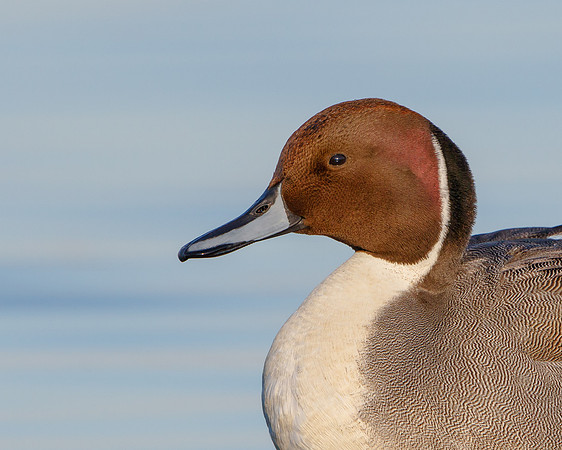 Northern Pintail