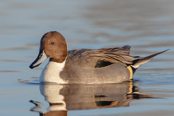 Northern Pintail
