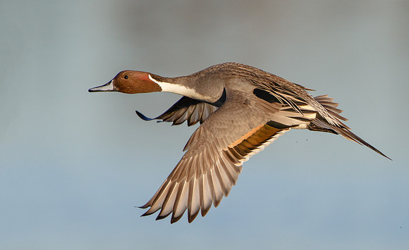 Northern Pintail