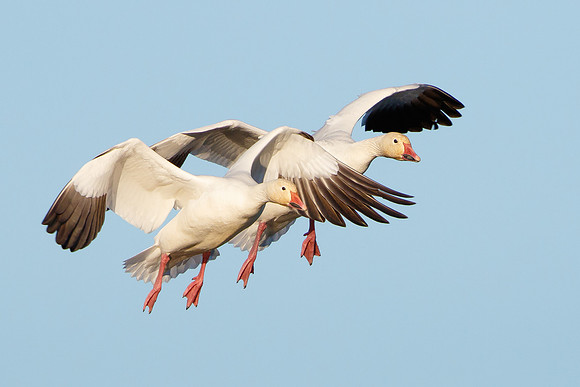 Snow Geese