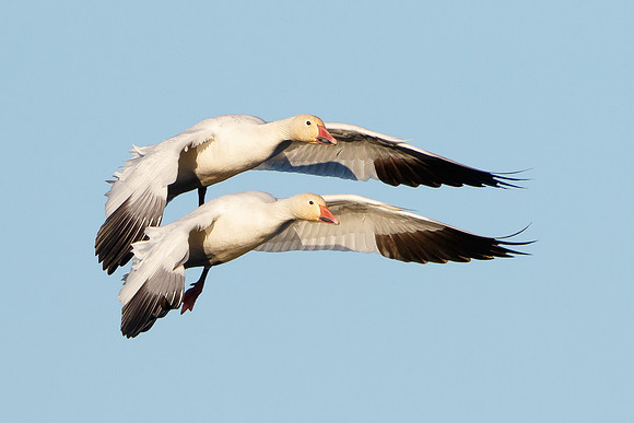 Snow Geese