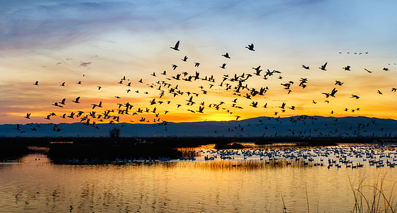 Snow Geese