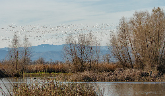 Snow Geese