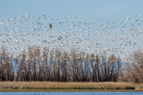 Snow Geese & Greater White-fronted Goose